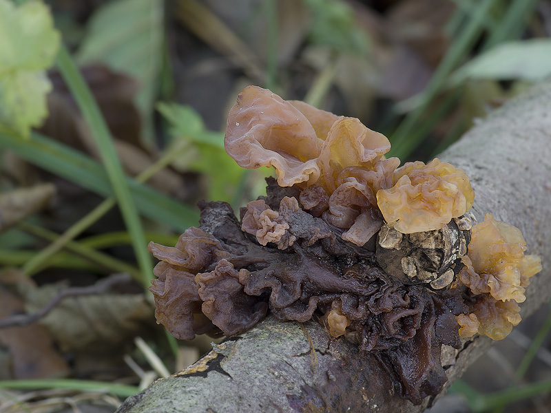 Phaeotremella frondosa